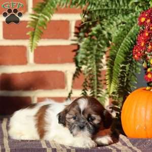 Tiara, Shih Tzu Puppy